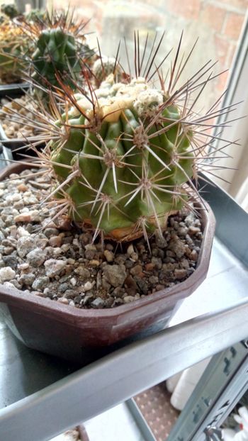 C. coquimbana subs. imbricata KBC970 - -coquimbana