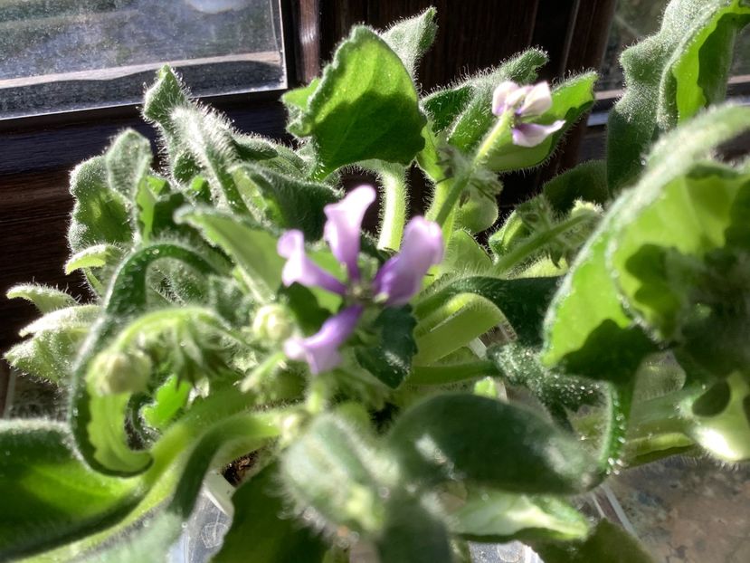 29B0D638-A845-451A-B26F-775AECF38B8D - SK Vjunok