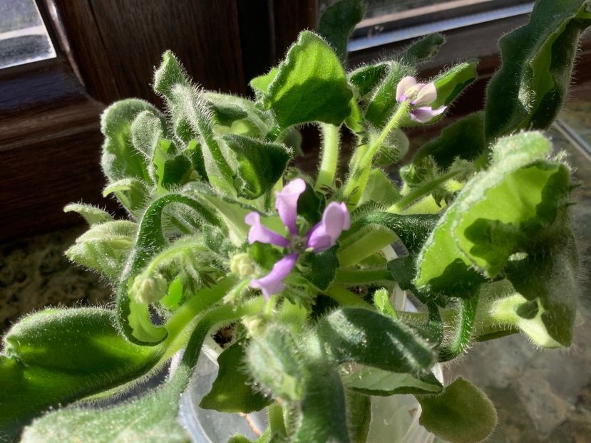 64E221AB-BD36-4EFE-AAB3-DFA1599BD92A - SK Vjunok