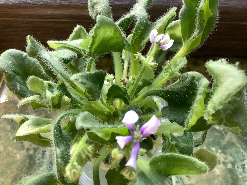 6E66AC35-1A2E-470C-9703-52715EAD18D3 - SK Vjunok