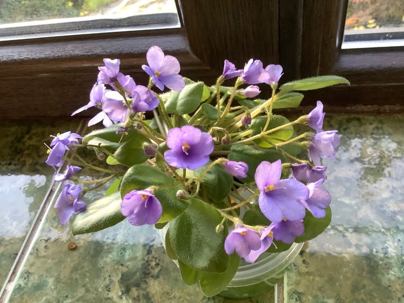  - Vallarta Campanas Moradas