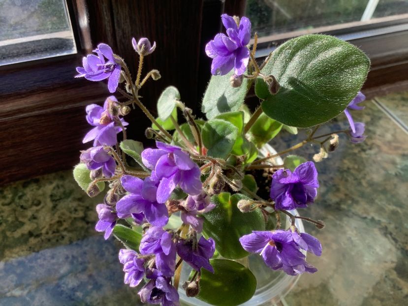  - Rob s Bolaroo sport