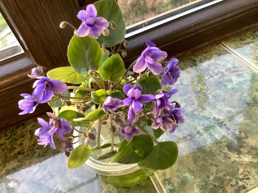  - Rob s Bolaroo sport