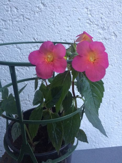 1.08.2020 - Achimenes 2020