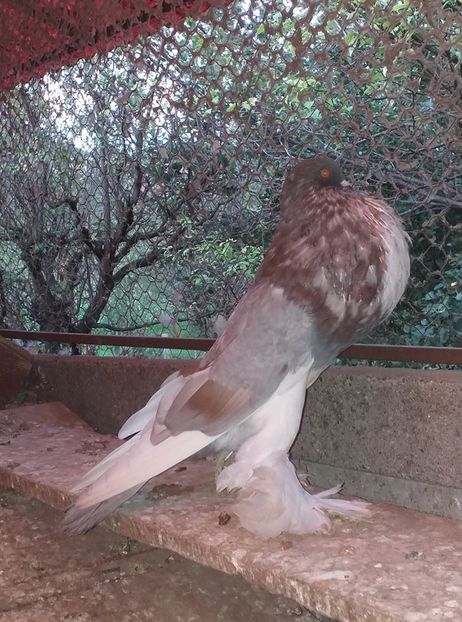 vândut Paul Laszlo - Porumbei VÂNDUȚI