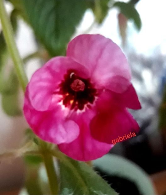  - Cherry Blossom