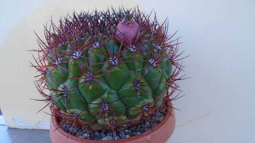 Gymnocalycium saglionis, fructe - Cactusi 2020 Gymnocalycium