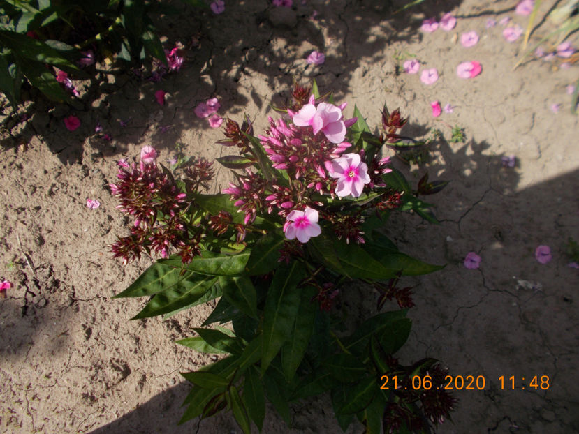  - Flori de gradina-2016-2017-2018-2019-2022