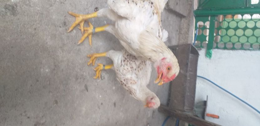  - Combatant indian talie mare