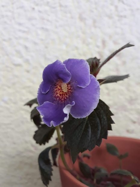 2020 - 001 2021 - ARLETTA BLUE