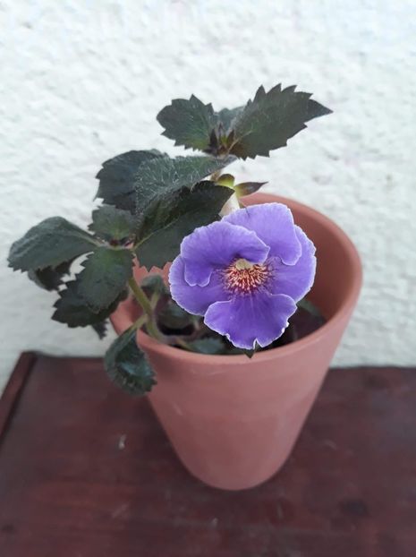  - 001 2021 - ARLETTA BLUE