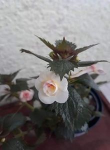  - 001 2021 - Lemon Orchard