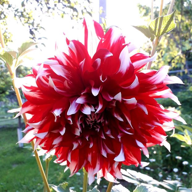  - AAAA_DALII 2015_2017_2018_2019_2020_2023