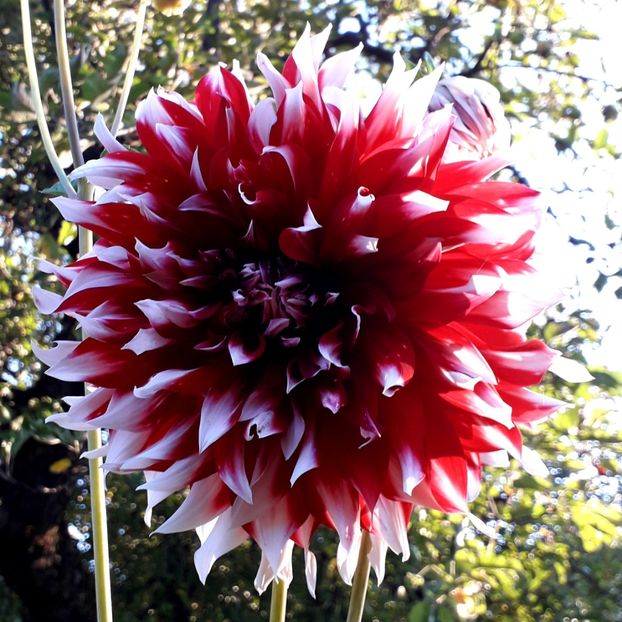  - AAAA_DALII 2015_2017_2018_2019_2020_2023