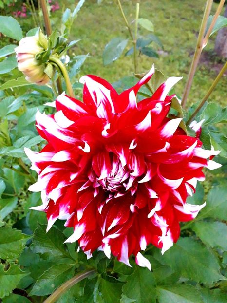  - AAAA_DALII 2015_2017_2018_2019_2020_2023