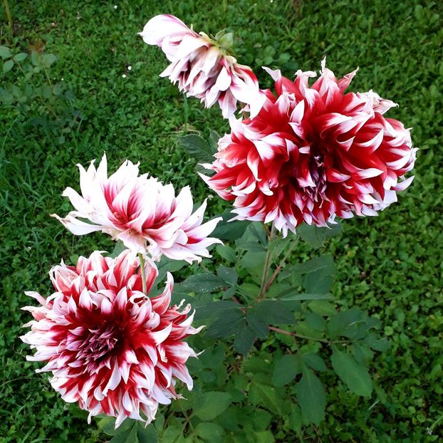  - AAAA_DALII 2015_2017_2018_2019_2020_2023