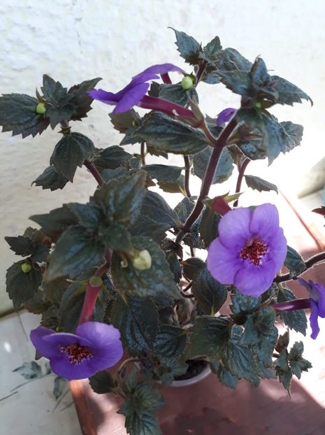  - 0001 2022 - Big Bang