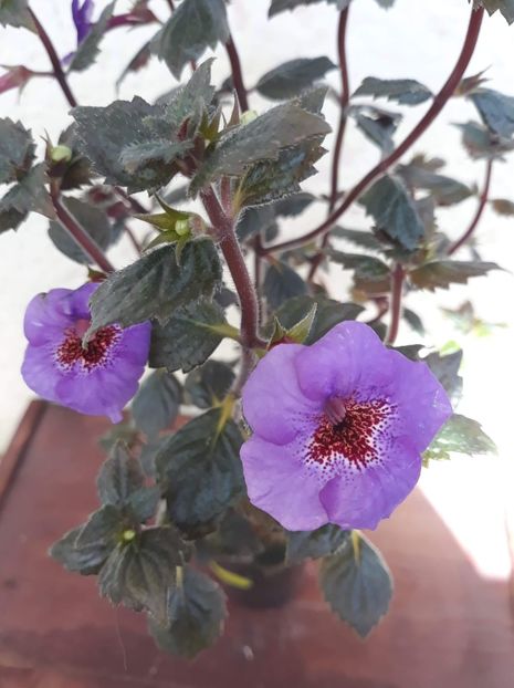  - 0001 2022 - Big Bang