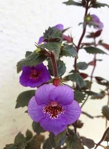  - 0001 2022 - Big Bang