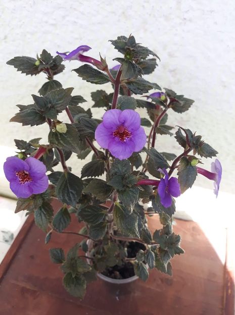  - 0001 2022 - Big Bang