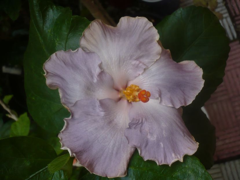 02.08.2020 - HIBISCUSI 2020-2