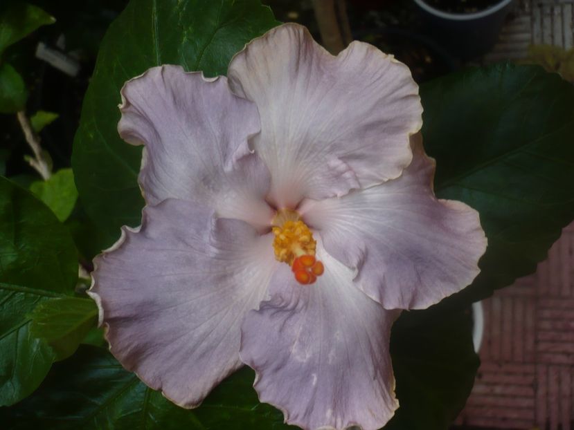 P1450298 - HIBISCUSI 2020-2