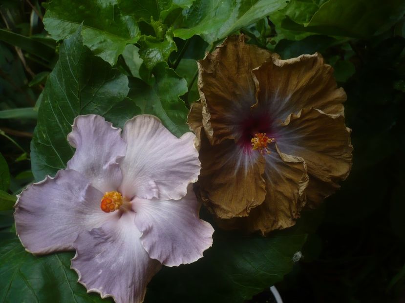 P1450301 - HIBISCUSI 2020-2