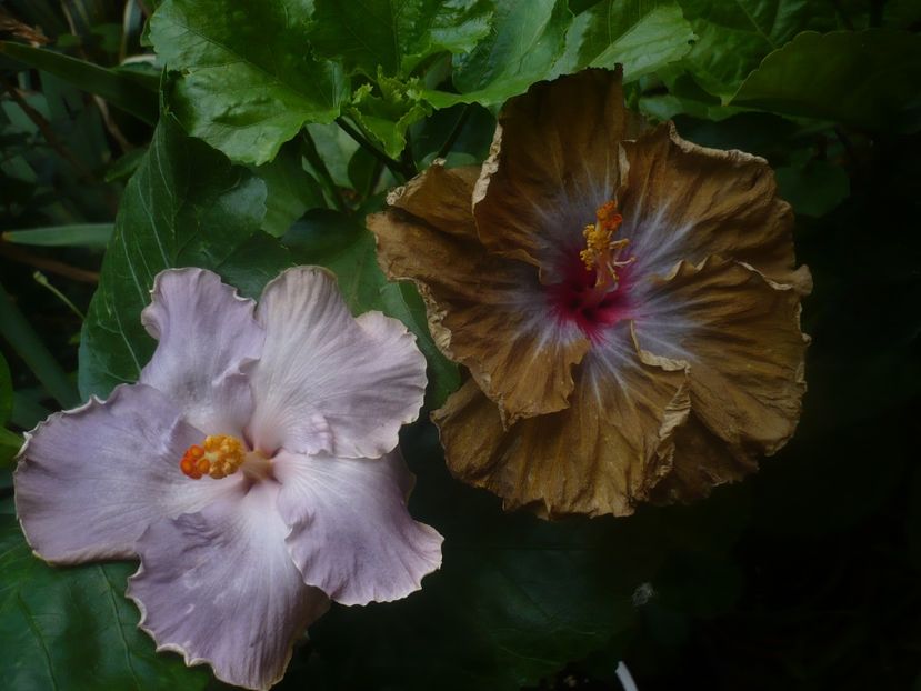 P1450302 - HIBISCUSI 2020-2