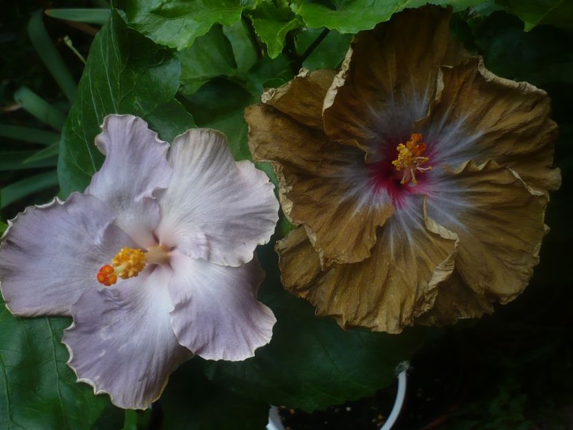 P1450303 - HIBISCUSI 2020-2