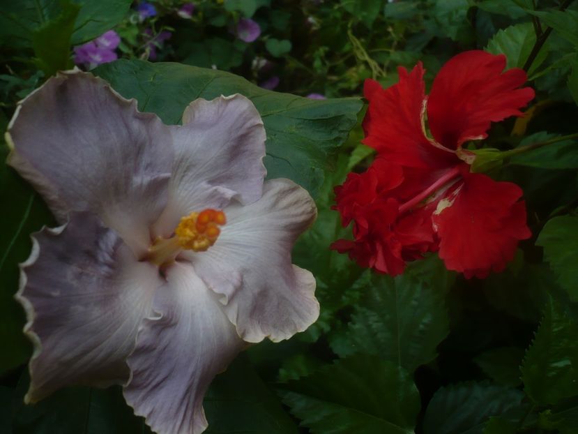 P1450304 - HIBISCUSI 2020-2