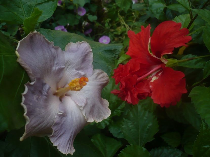 P1450305 - HIBISCUSI 2020-2