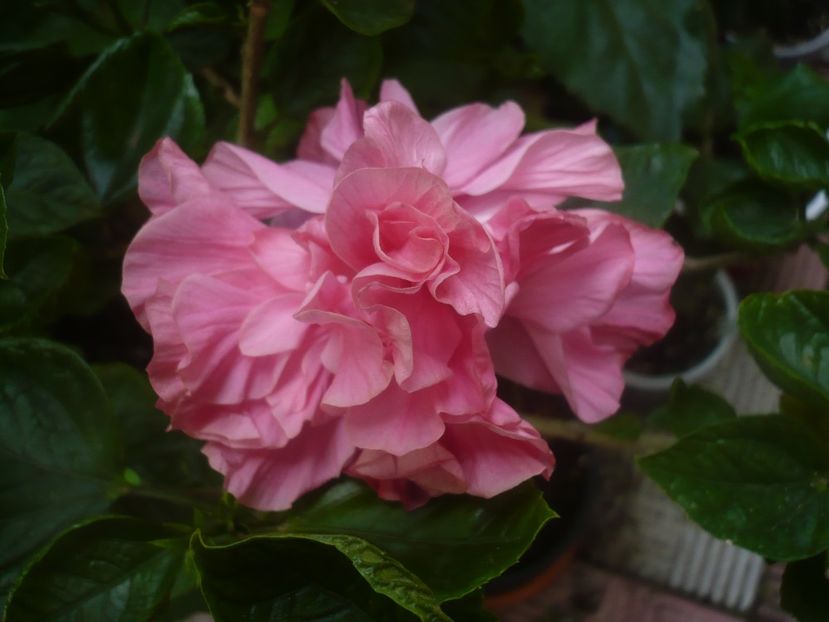 P1450306 - HIBISCUSI 2020-2