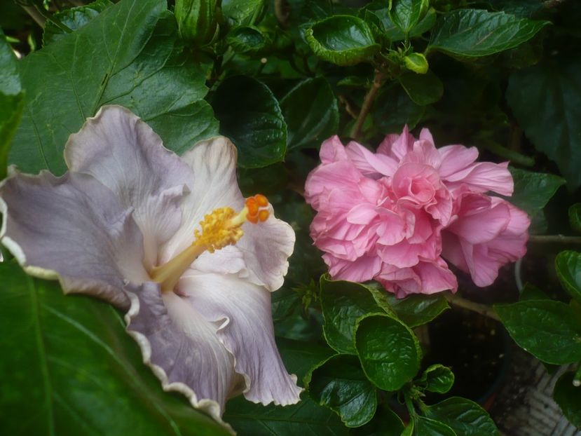 P1450307 - HIBISCUSI 2020-2