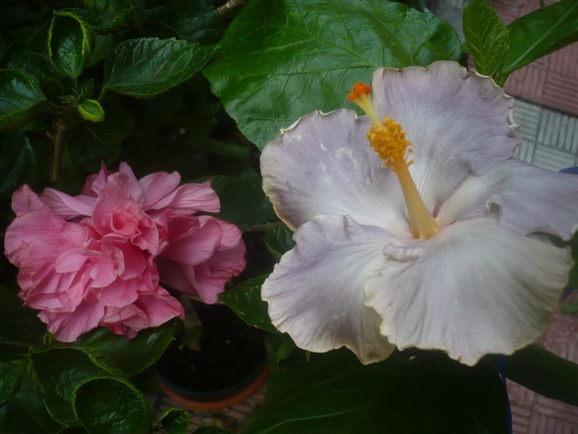 P1450308 - HIBISCUSI 2020-2