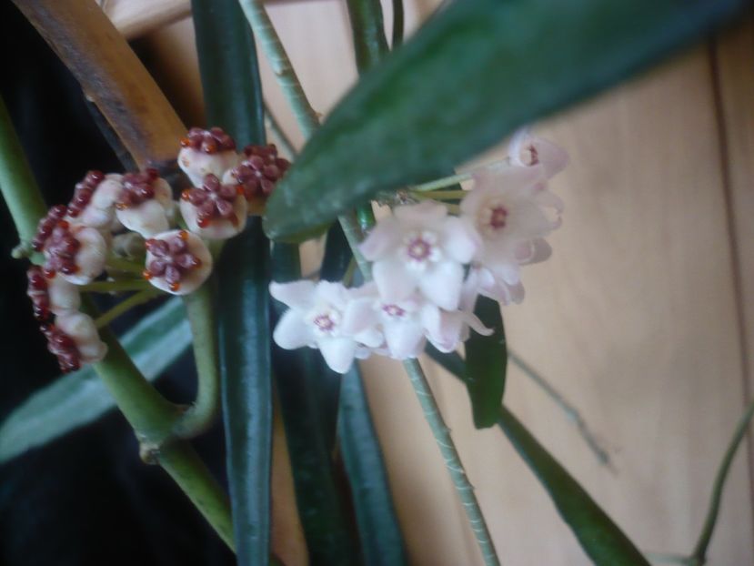 P1450318 - HOYA 2020-1