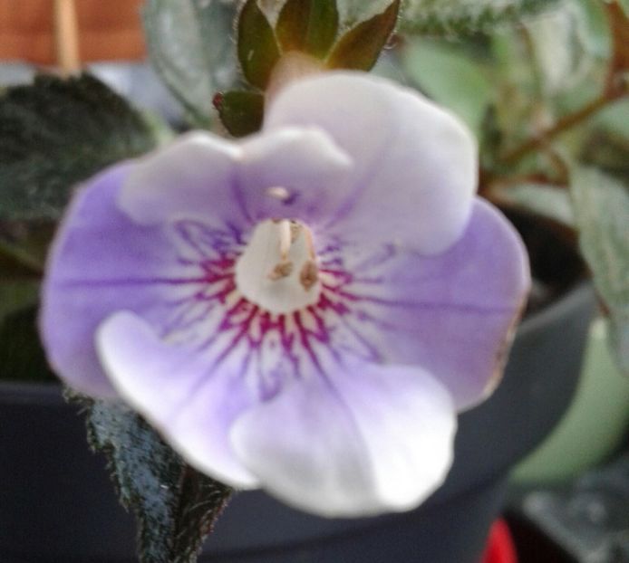 15-Brel - 2020- ACHIMENES