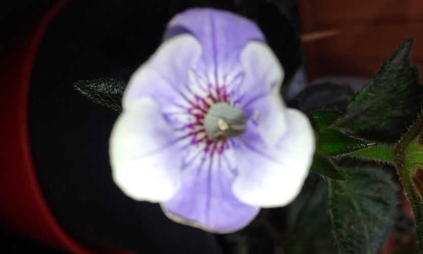 15-Brel - 2020- ACHIMENES