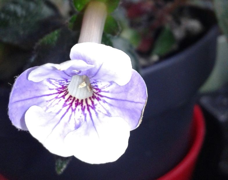 15-Brel - 2020- ACHIMENES