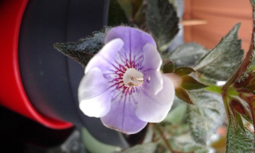 15-Brel - 2020- ACHIMENES