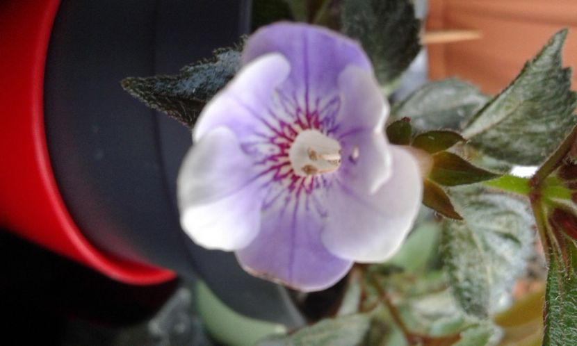 15-Brel - 2020- ACHIMENES