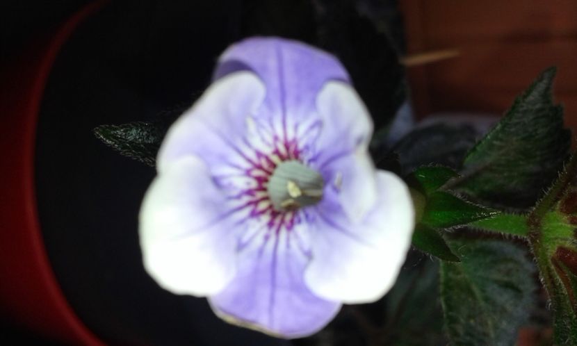 15-Brel - 2020- ACHIMENES