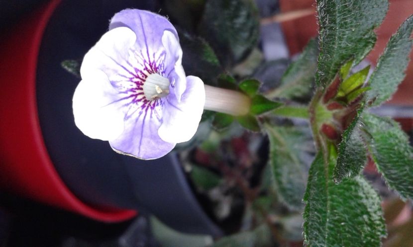 15-Brel - 2020- ACHIMENES
