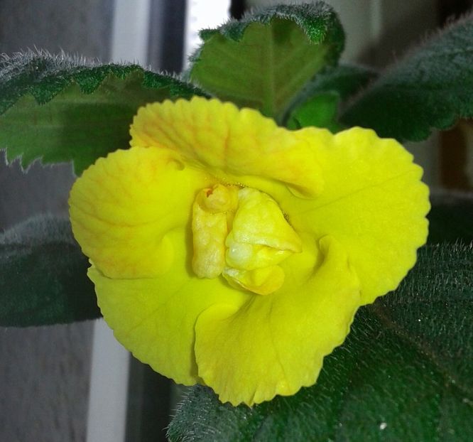16- Mm_s Irina - 2020- ACHIMENES