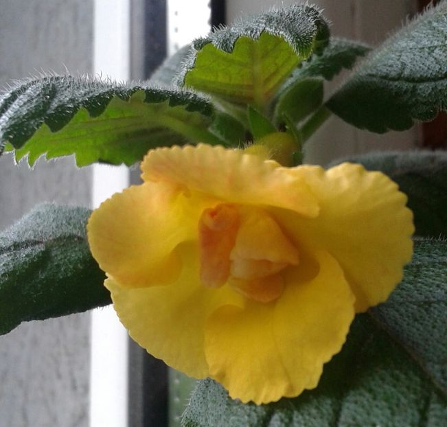 16- Mm_s Irina - 2020- ACHIMENES