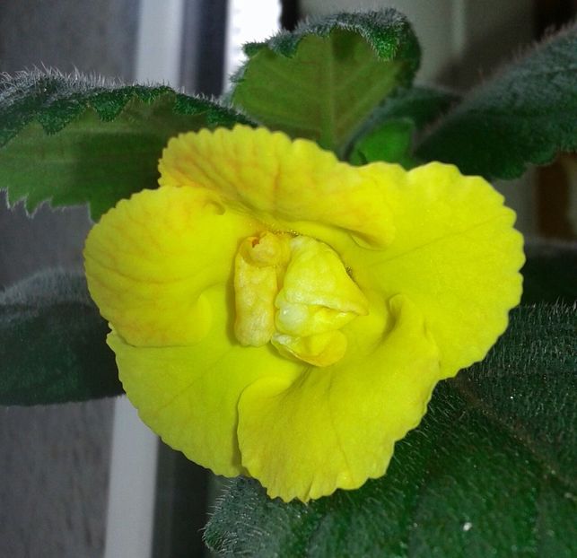 16- Mm_s Irina - 2020- ACHIMENES