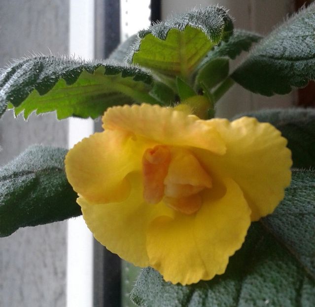 16- Mm_s Irina - 2020- ACHIMENES