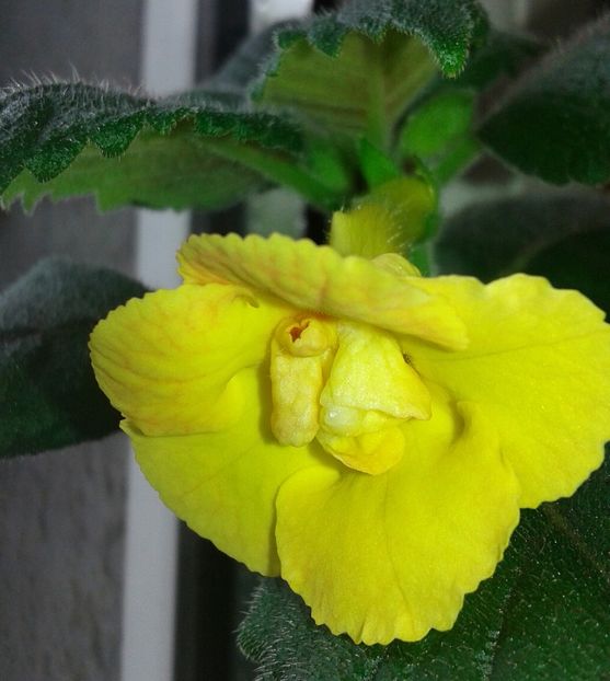 16- Mm_s Irina - 2020- ACHIMENES