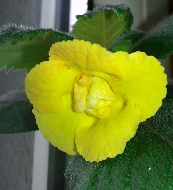 16- Mm_s Irina - 2020- ACHIMENES