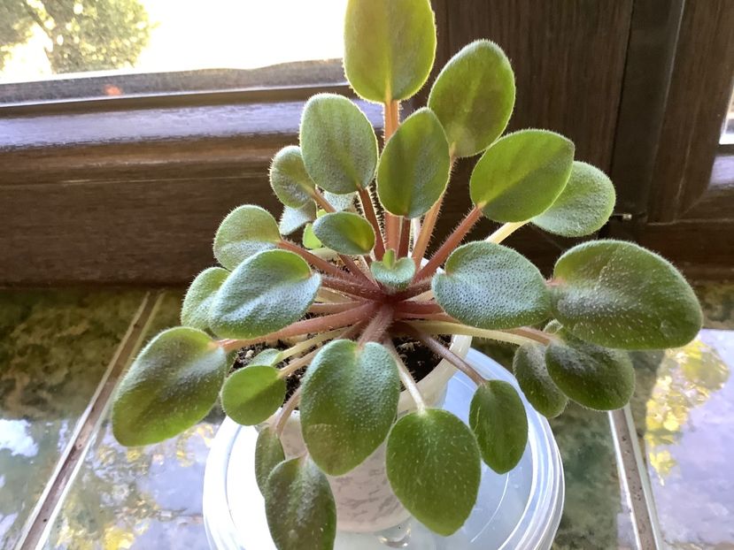 pui 2 - Senk s The Sorceress