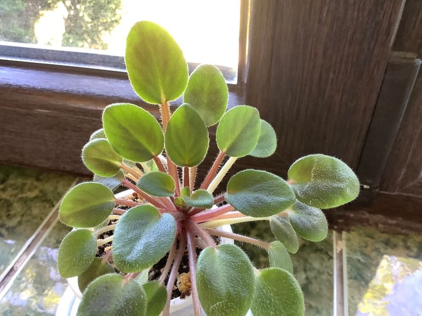 pui2 - Senk s The Sorceress